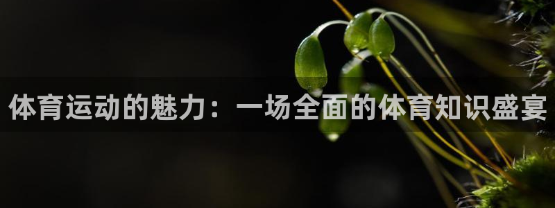 体育运动的魅力：一场全面的体育知识盛宴