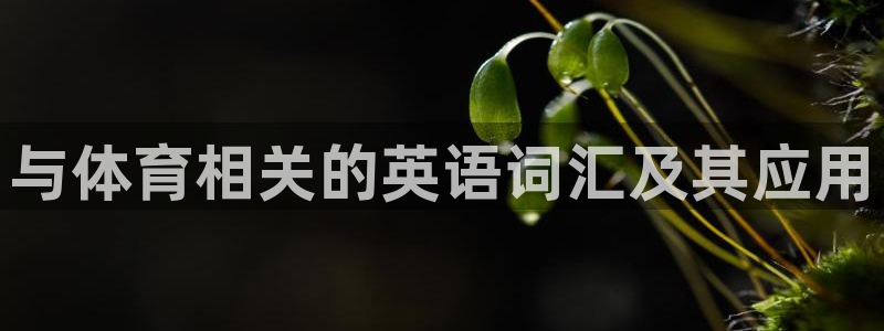 与体育相关的英语词汇及其应用