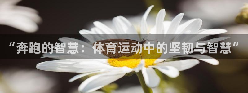 “奔跑的智慧：体育运动中的坚韧与智慧”